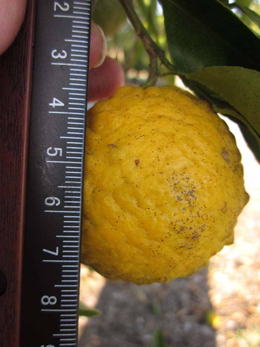            Fruit (Winter Haven, FL)   